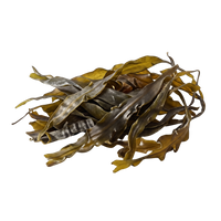 Kelp